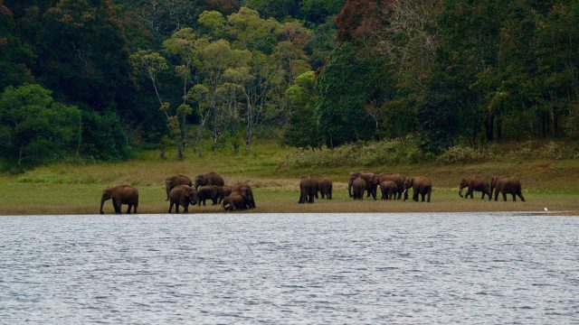 Best wildlife sanctuaries in Kerala