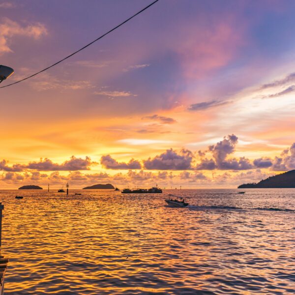 pexels-jimbear-1050597