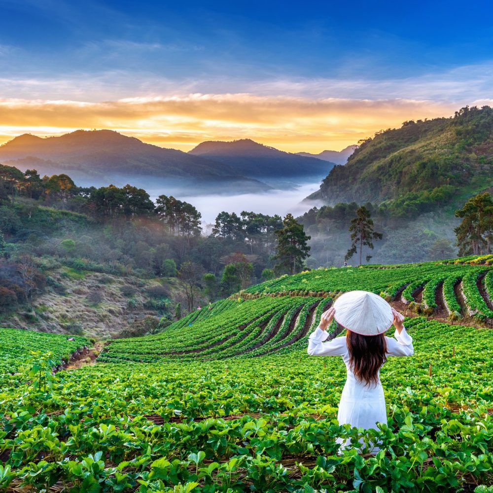 asian-woman-wearing-vietnam-culture-traditional-strawberry-garden-doi-ang-khang-chiang-mai-thailand