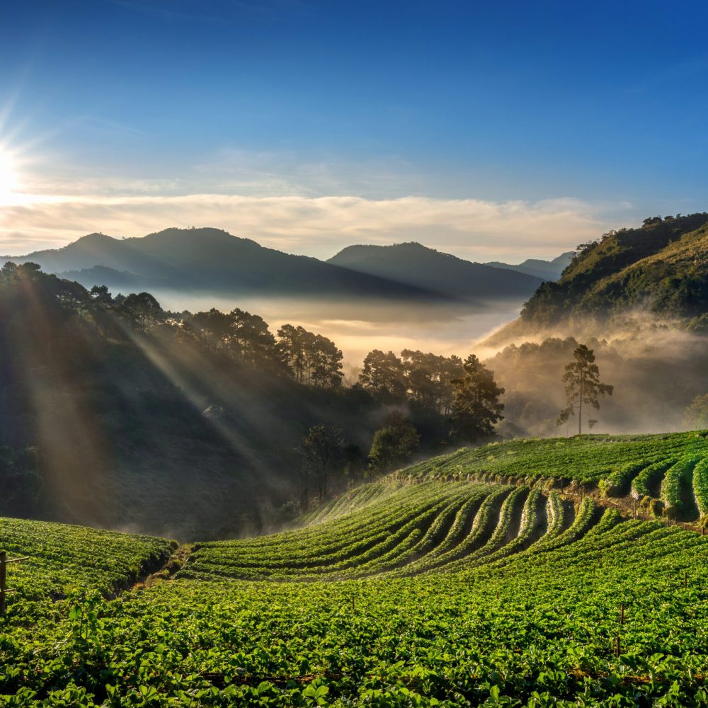 Beautiful strawberry garden and sunrise on Doi Ang Khang , Chian