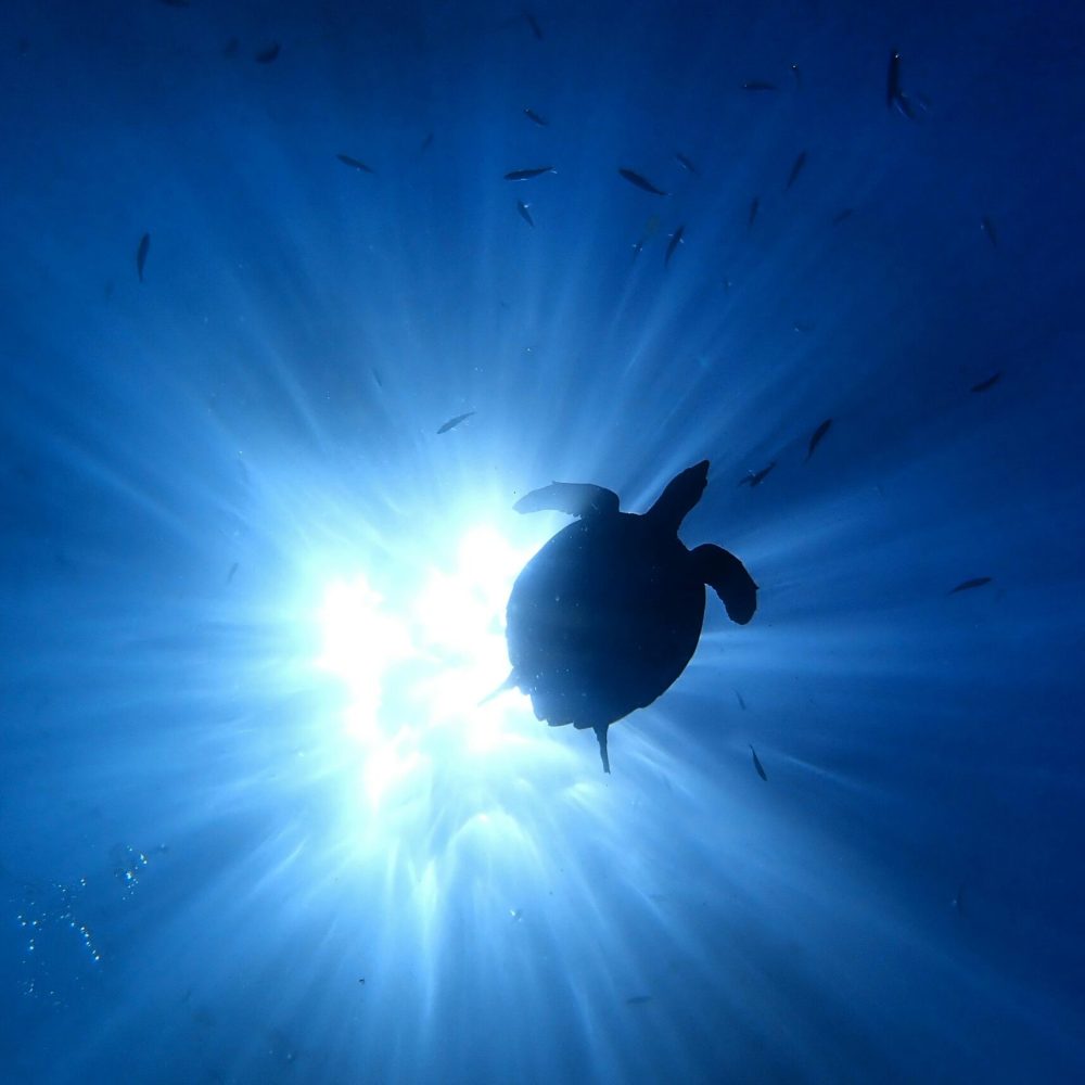 pexels-debal-das-59599429-7970786