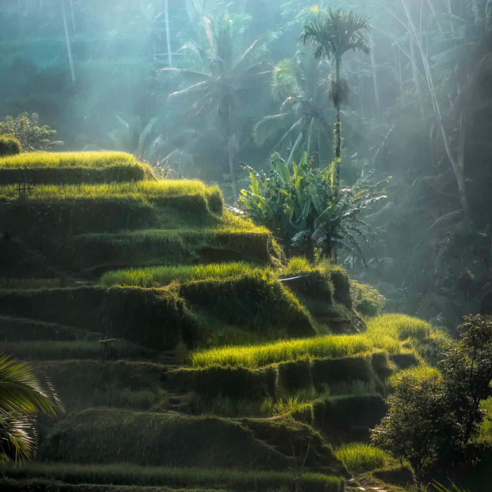 pexels-freestockpro-2100804