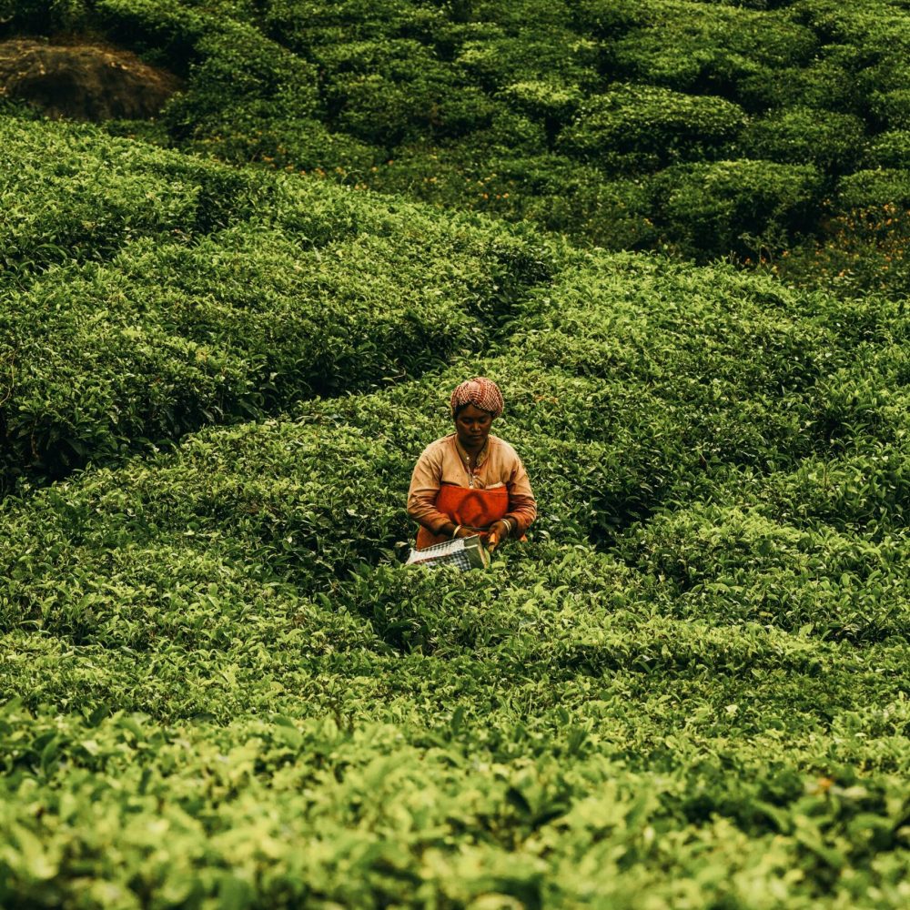 pexels-stijn-dijkstra-1306815-29988778