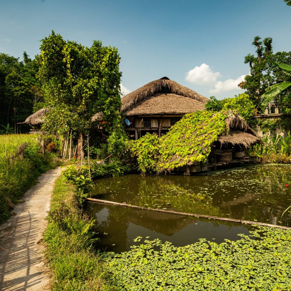 A wooden cabin near a dirty lake in a tree forest